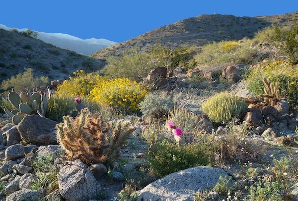 Palm Desert, Riverside County CA