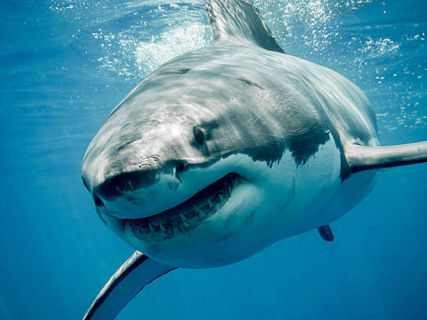 Sharkweek