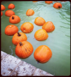 Fall Fun for the Whole Family!